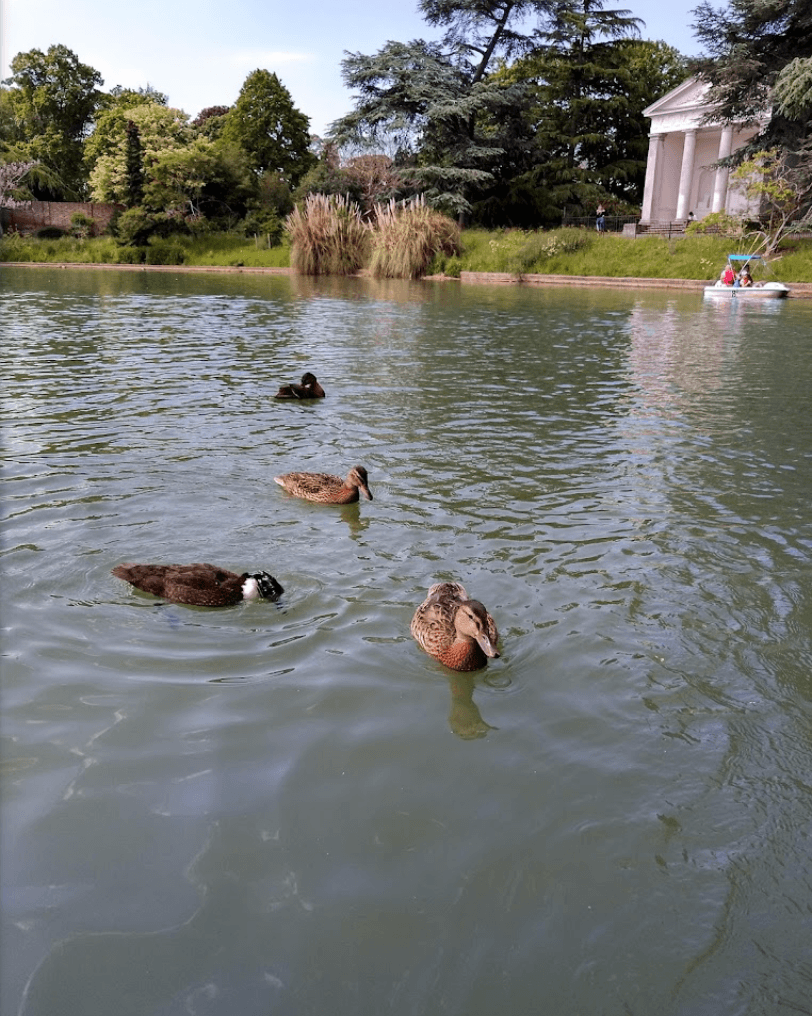 Ducks at Gunnersbury Park