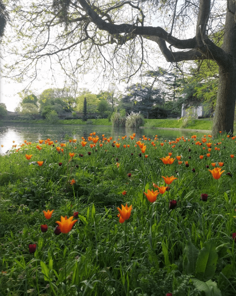 Flowers at Gunnersbury Park