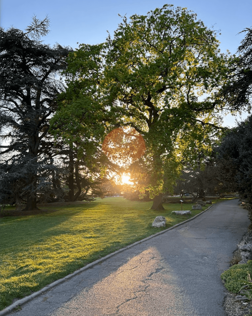 Sunny tree at Gunnersbury Park